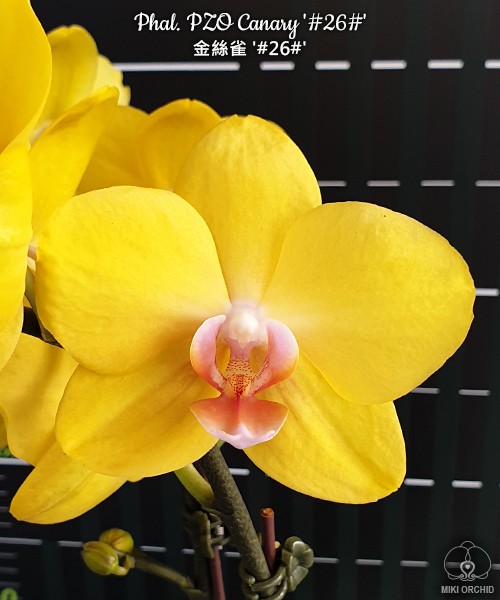 Phal. PZO Canary '#26#' 2.5''