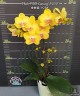 Phal. PZO Canary '#26#' 2.5''