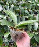 Phal. PZO Canary '#26#' 2.5''