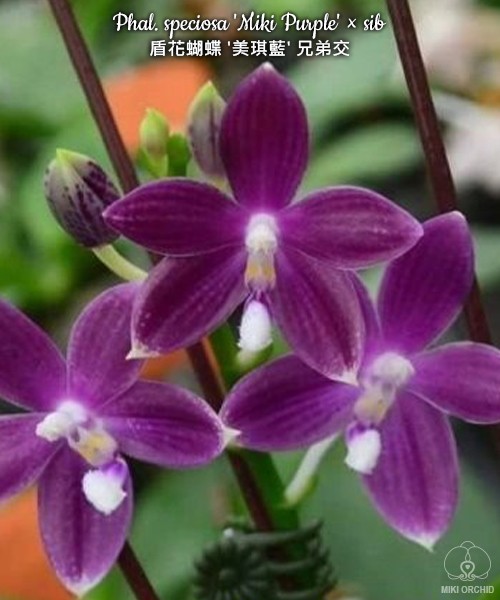 Phal. speciosa 'Miki Purple' × sib 2.5''