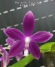 Phal. speciosa 'Miki Purple' × sib 2.5''