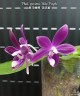 Phal. speciosa 'Miki Purple' × sib 2.5''