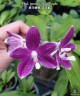 Phal. speciosa 'Miki Purple' × sib 2.5''