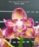 Phal. Tying Shin Smart (peloric) 2.5''