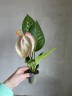 Anthurium Scherzerianum Christine wit (Ø 7 см)