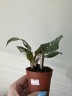 Philodendron (Ø 6 см)