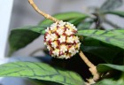 Hoya Callistophylla (Ø 6 см)