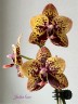 Phal. Zheng Min Anaconda 2.5''