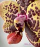 Phal. Zheng Min Anaconda 2.5''
