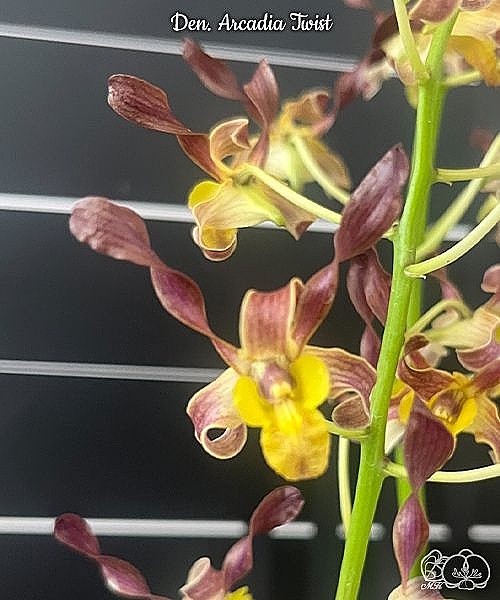 Den. Arcadia Twist 2.5"