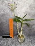 Den. Arcadia Twist 2.5"