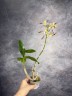 Den. Arcadia Twist 2.5"