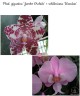 Phal. gigantea 'Jumbo Orchids' × schilleriana 'Wandan' 2.5''