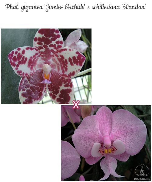 Phal. gigantea 'Jumbo Orchids' × schilleriana 'Wandan' 2.5''