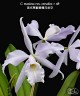 C. maxima var. coerulea × sib 2.5''