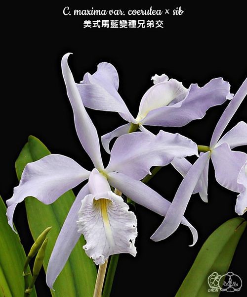 C. maxima var. coerulea × sib 2.5''