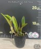 C. maxima var. coerulea × sib 2.5''