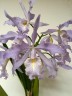 C. maxima var. coerulea × sib 2.5''