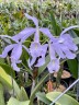 C. maxima var. coerulea × sib 2.5''