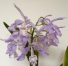 C. maxima var. coerulea × sib 2.5''