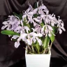 C. maxima var. coerulea × sib 2.5''