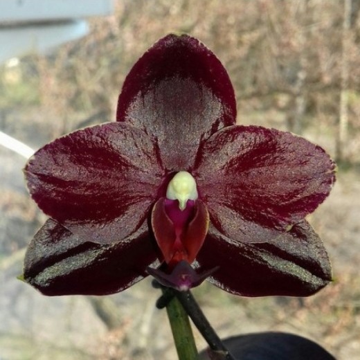 Phal. Salu's Fragrancy 2.5''