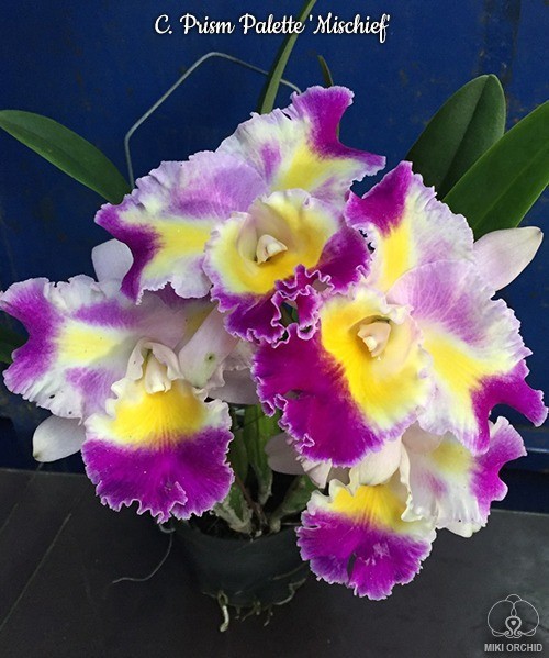 C. Prism Palette 'Mischief' AM/AOS 2.5"