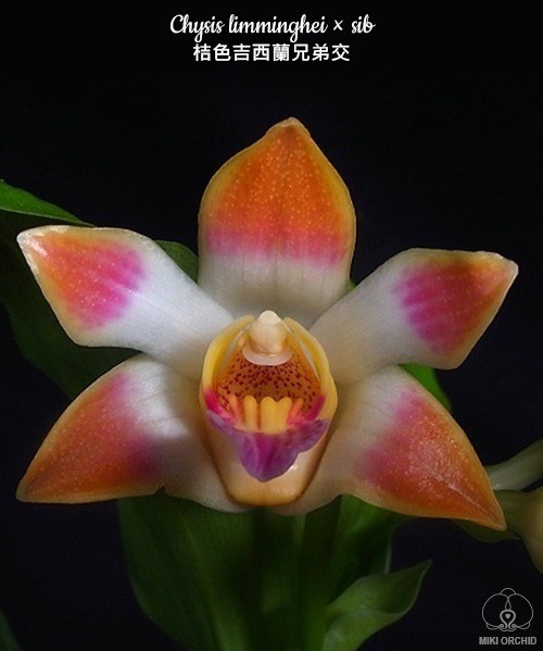 Chysis limminghei × sib 2.5''