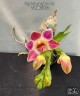 Chysis limminghei × sib 2.5''