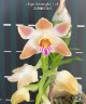 Chysis limminghei × sib 2.5''