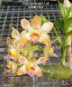 Chysis limminghei × sib 2.5''