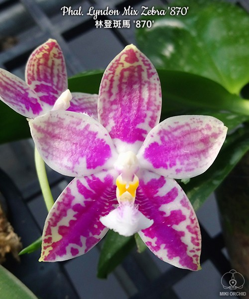 Phal. Lyndon Mix Zebra '870' 2.5''