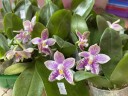 Phal. Lyndon Mix Zebra '870' 2.5''