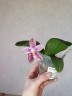 Phal. Lyndon Mix Zebra '870' 2.5''