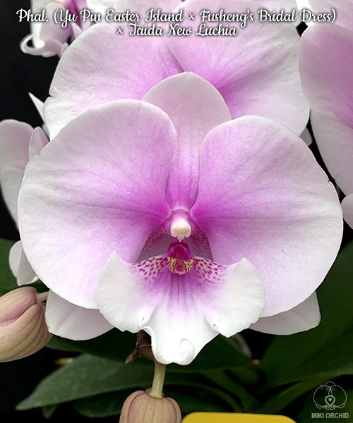 Phal. (Yu Pin Easter Island × Fusheng's Bridal Dress) × Taida New Luchia 2.5''