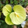 Anthurium andreanum 'Vanilla' (Ø 12 см)
