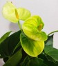 Anthurium andreanum 'Vanilla' (Ø 12 см)