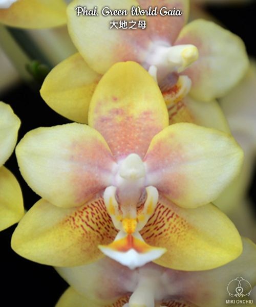 Phal. Green World Gaia 2.5''