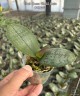 Phal. Green World Gaia 2.5''