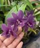 Den. Burana Blue 2.8"