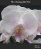 Phal. Charming Little Pearl 2.5'' УЦЕНКА (механическое повреждение листиков)