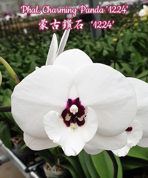 Phal. Charming Panda '1224' 2.5'' УЦЕНКА (мех. повр. листика)