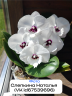 Phal. Charming Panda '1224' 2.5'' УЦЕНКА (мех. повр. листика)