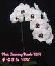 Phal. Charming Panda '1224' 2.5'' УЦЕНКА (мех. повр. листика)