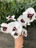 Phal. Charming Panda '1224' 2.5'' УЦЕНКА (мех. повр. листика)