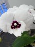 Phal. Charming Panda '1224' 2.5'' УЦЕНКА (мех. повр. листика)