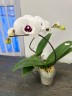 Phal. Charming Panda '1224' 2.5'' УЦЕНКА (мех. повр. листика)