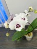 Phal. Charming Panda '1224' 2.5'' УЦЕНКА (мех. повр. листика)
