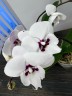 Phal. Charming Panda '1224' 2.5'' УЦЕНКА (мех. повр. листика)