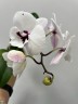 Phal. Charming Panda '1224' 2.5'' УЦЕНКА (мех. повр. листика)